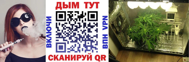 где продают   Сальск  MEGA ТОР  Бошки Шишки семена 